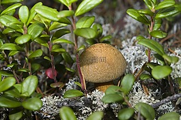 蘑菇,牛肝菌,yanao
