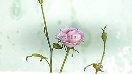 花,玫瑰,自然