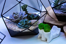 花,室內(nèi),植物