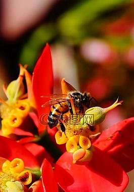 蜜蜂,特寫,自然