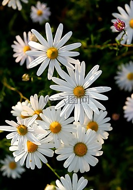 菊花,鮮花,開花