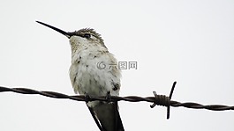 鳥,動物,蜂鳥