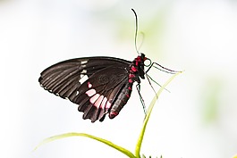 蝴蝶,昆蟲,性質