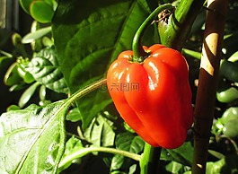 辣椒粉,紅色,蔬菜