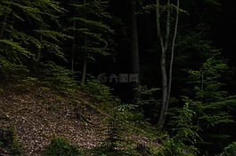 山,樹,植物