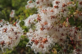 野生花卉,性質(zhì),花性質(zhì)