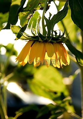 向日葵,植物,陽光