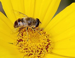木柵,偽裝,蜜蜂