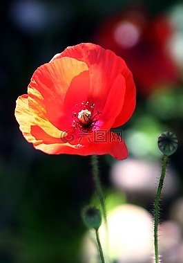 花,罌粟,紅色