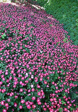 鲜花,紫红色,花园