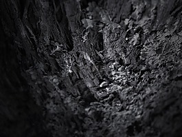 樹,紋理,森林