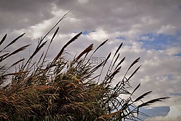 蘆葦,天空,云