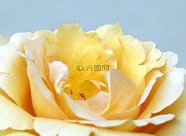 玫瑰,花瓣,茶