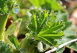 葉子,雨滴,綠色