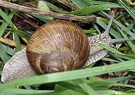 蜗牛,winniczek,草
