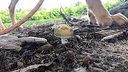 蘑菇,狗步行,自然