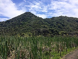 新西蘭,公園,植被
