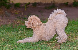 播放,jugetona perrita,朋友