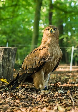 捕食鳥,性質(zhì),鳥