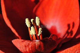 阿馬麗利斯,紅色,鮮花