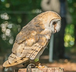 捕食鳥,性質(zhì),鳥