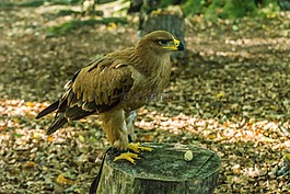 捕食鳥,性質(zhì),鳥
