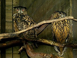 貓頭鷹,鳥,鳥類