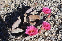 沙漠,仙人掌,花