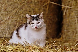 貓,農(nóng)場,野生動物攝影