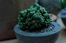 仙人掌,植物,刺