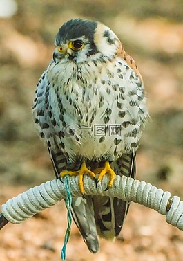 捕食鳥,性質(zhì),鳥