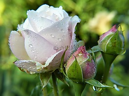 玫瑰,開花,白