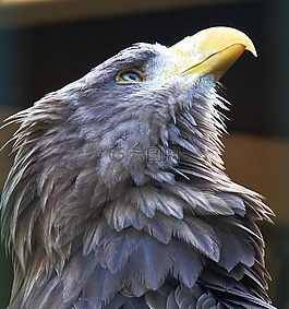 鷙鳥,鳥,猛禽