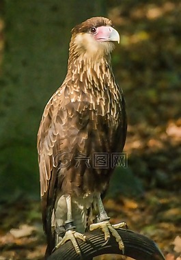 捕食鳥(niǎo),性質(zhì),鳥(niǎo)