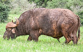 哺乳動物,動物,公牛