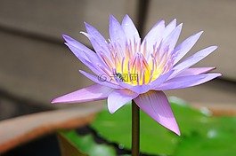 蓮花,小昆蟲,花
