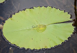 桌面,植物區(qū)系,葉