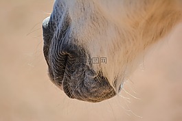 動物,哺乳動物,野生動物