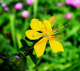黃色金絲桃花,花,黃色