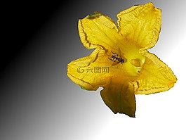 南瓜,開花,性質