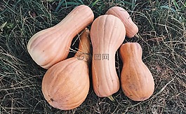 夏季,南瓜,蔬菜