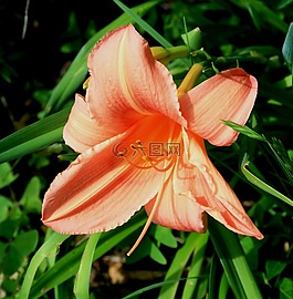 黄花菜,花,百合