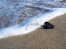 海灘,外殼,海岸
