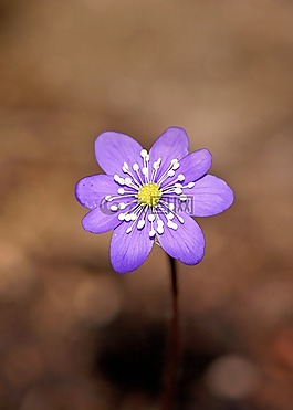 赫帕卡,花,開花
