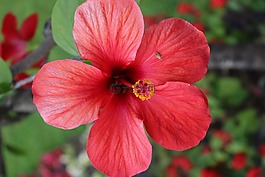 花,性質(zhì),廠