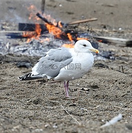 動物,海灘,海鷗