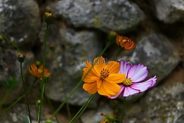 鮮花,花園,夏季花卉