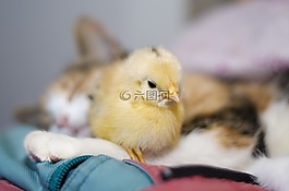 鳥,小小,可愛