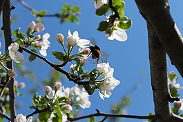 鮮花,天空,蘋果樹