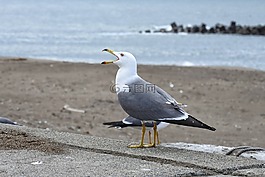 動物,海,海灘